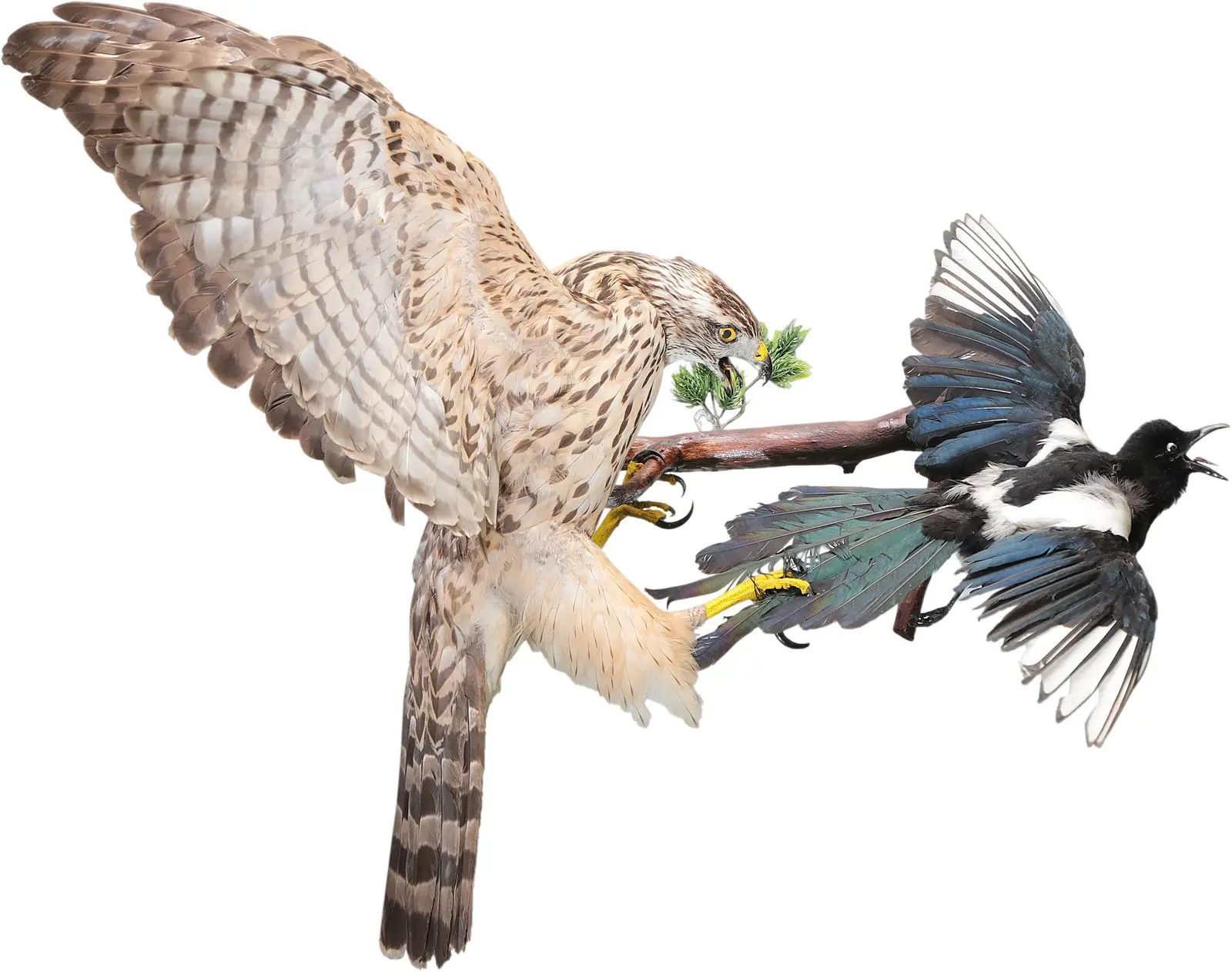 Опудало "Перепелятник з сорокою"