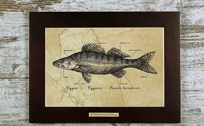 Картина Fish-Point "Судак"