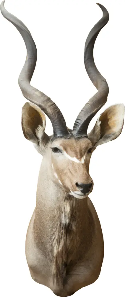 Опудало "Куду"