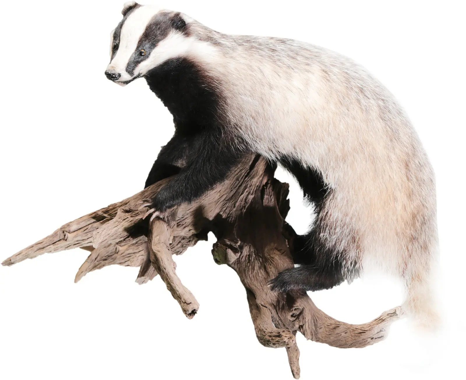 Опудало "Борсук"