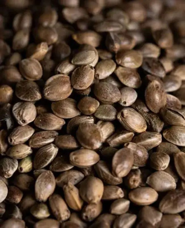 Зернова суміш Carpio Hemp Seeds Dry 0.9kg