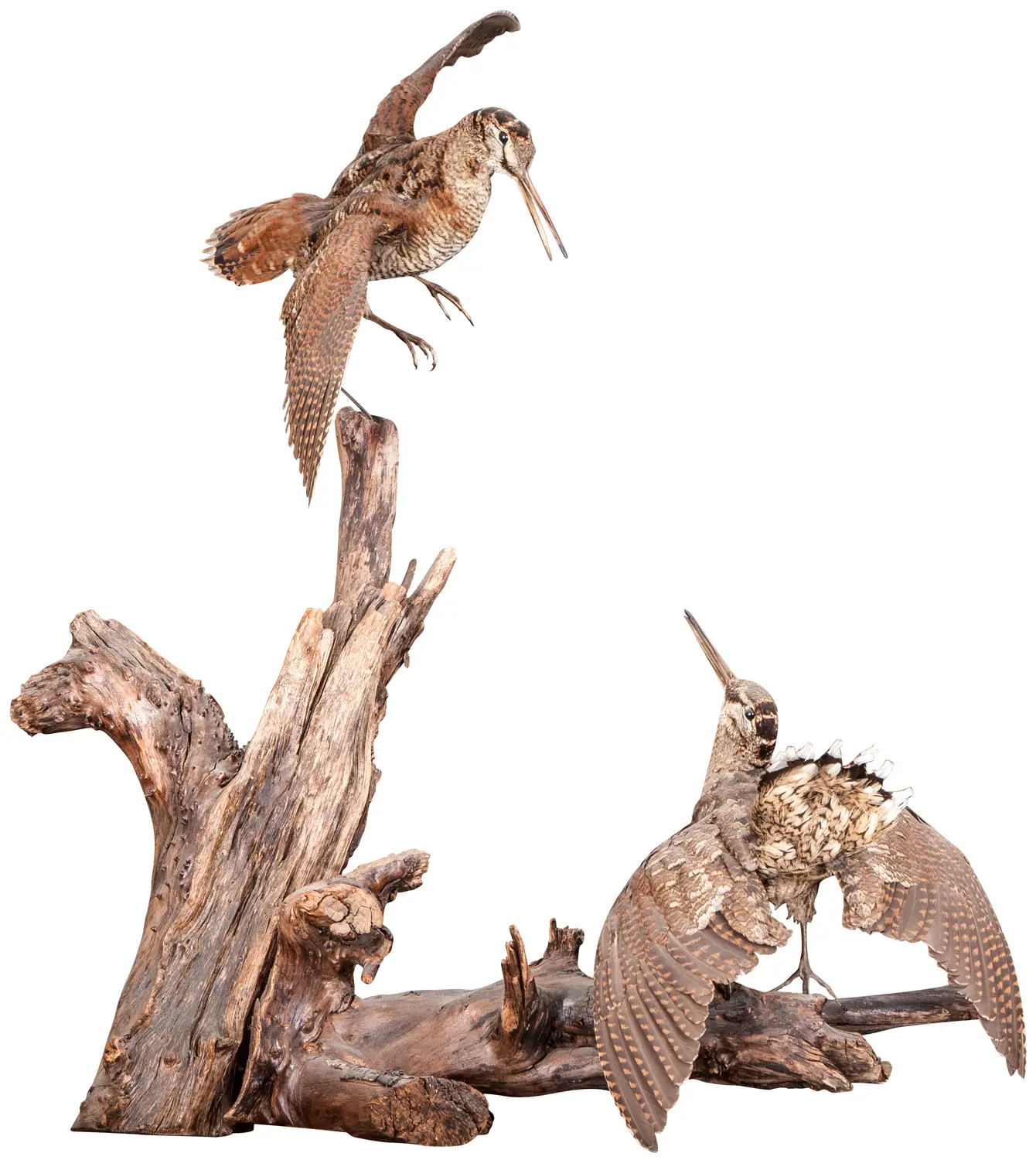 Опудало "Два вальдшнепа на колоді"