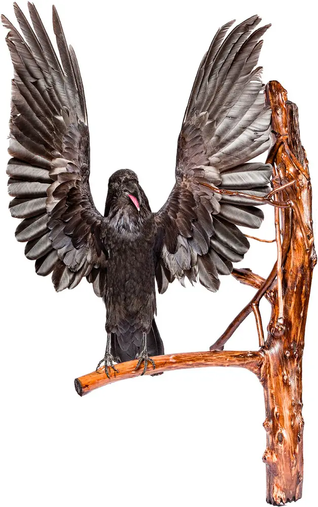 Опудало "Ворон на дереві"