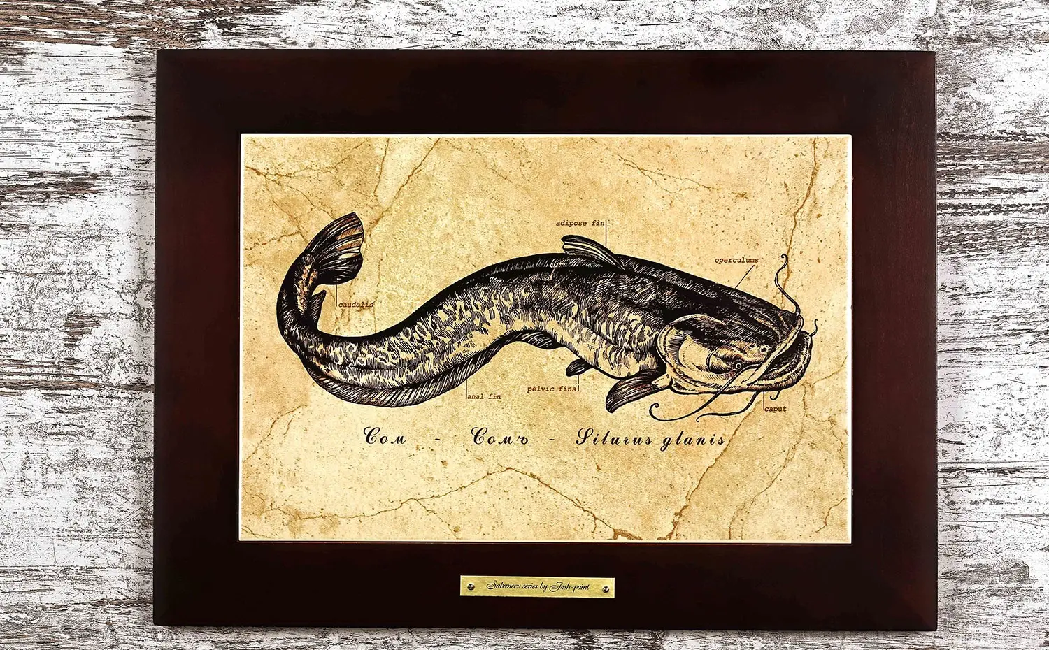 Картина Fish-Point «Сом»