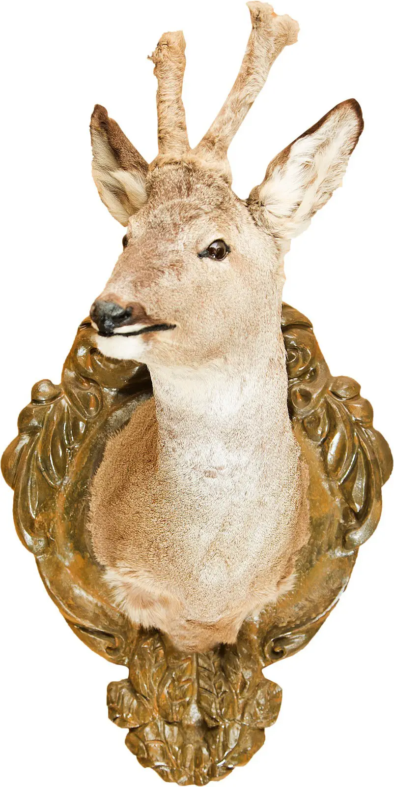 Опудало "Голова козулі з пантами"