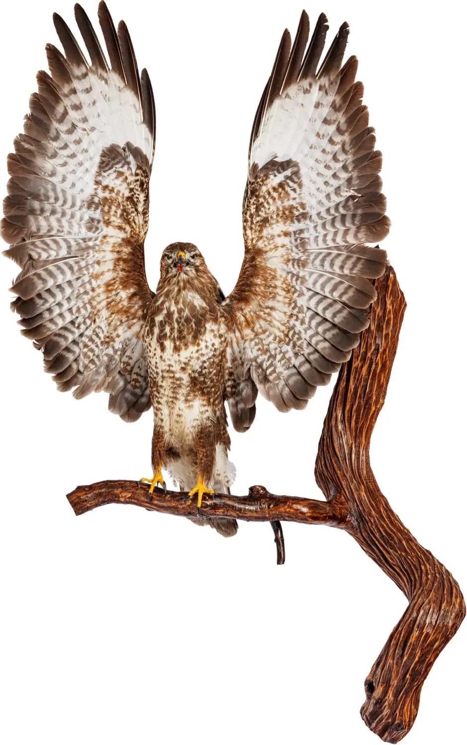 Опудало "Шуліка на дереві"