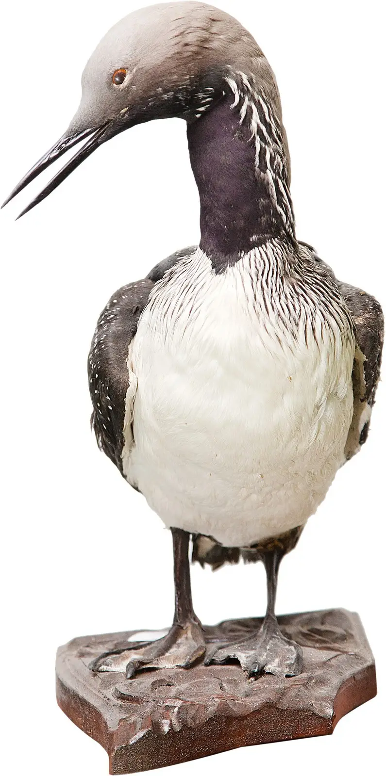 Опудало "Гагара"