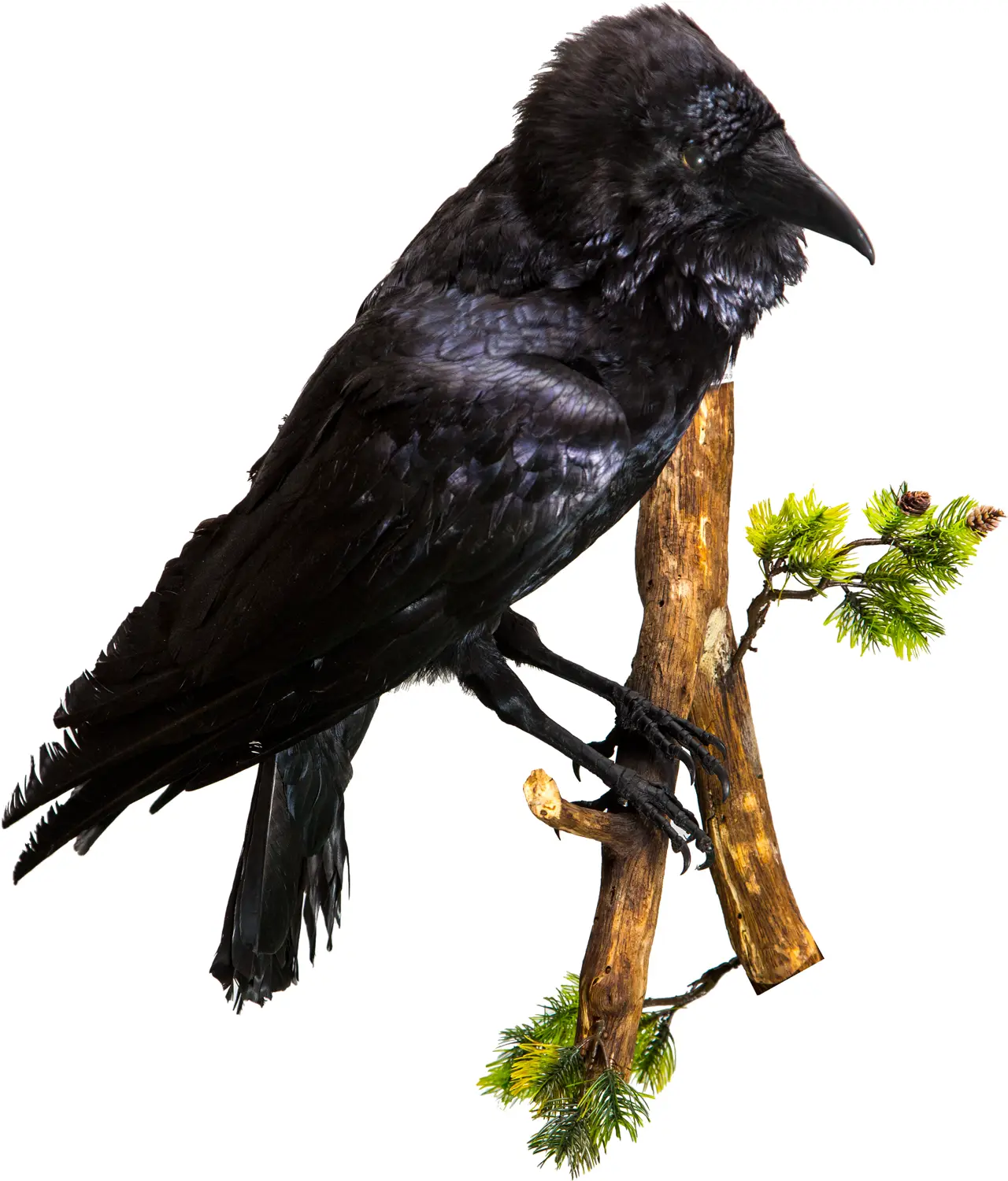 Опудало "Ворон"