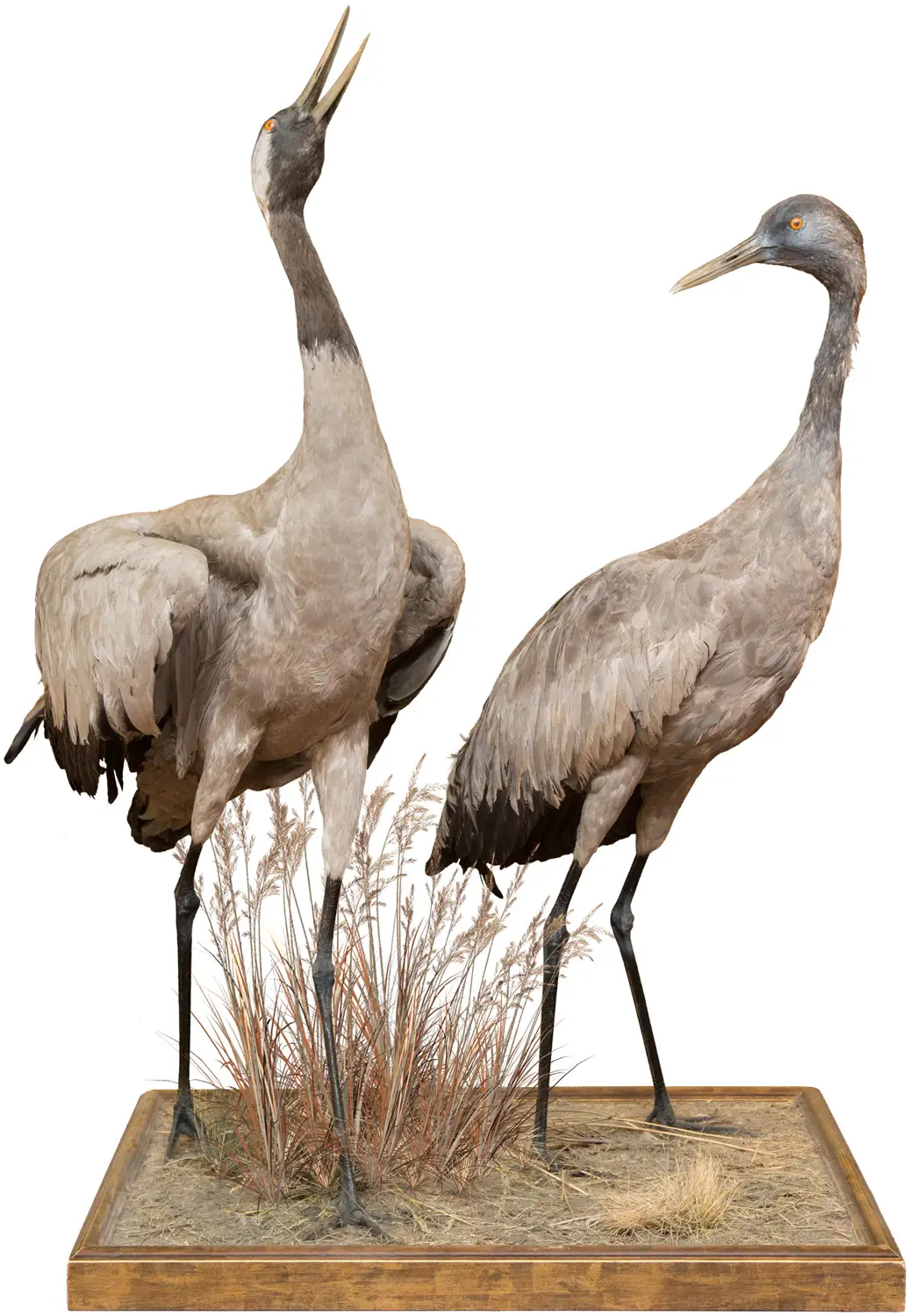 Опудало "Журавлі"