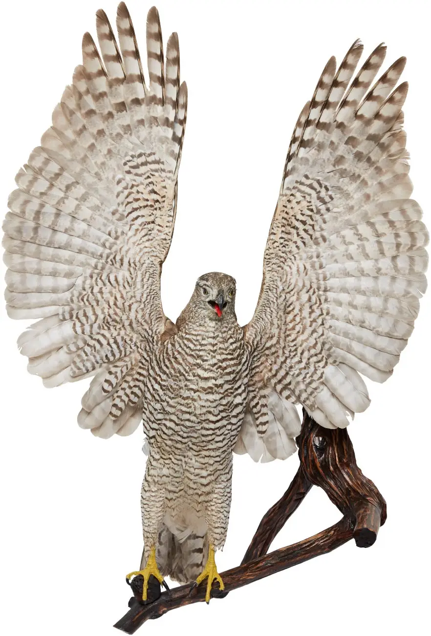 Опудало "Яструб" на дереві