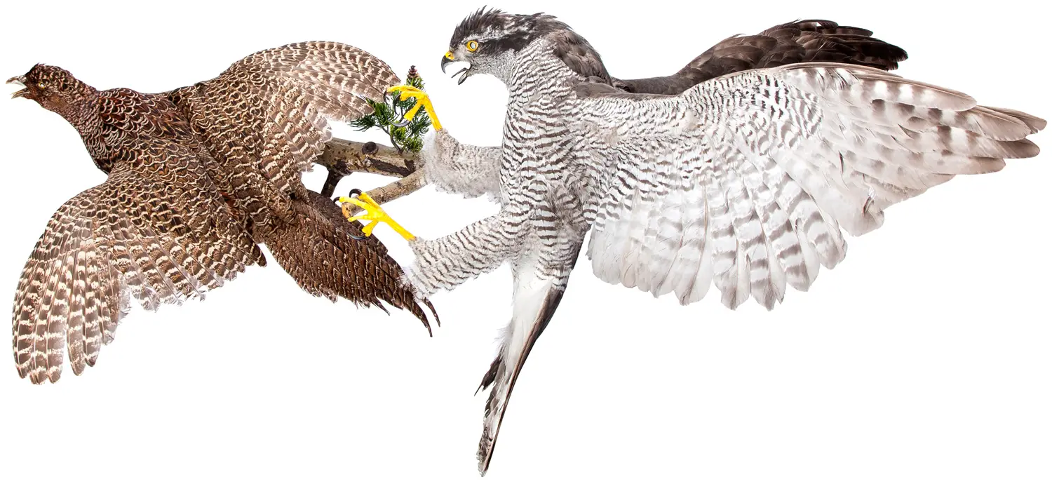 Опудало "Тетерев’ятник з фазаном"