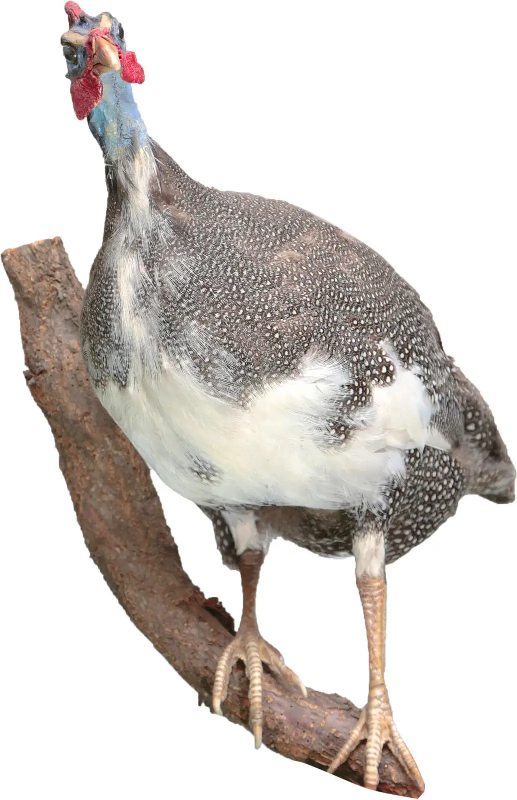 Опудало "Цесарка белогрудая"