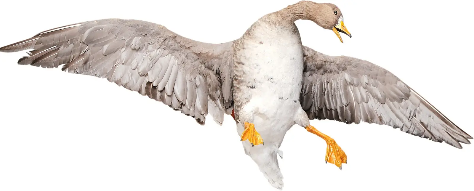 Опудало "Гусак"