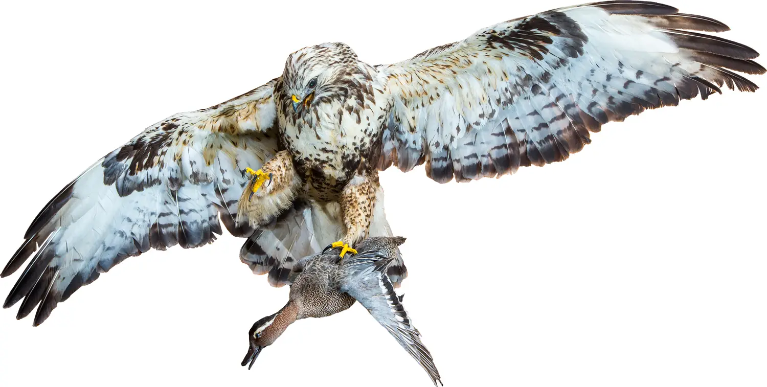 Опудало "Канюк з чирком"