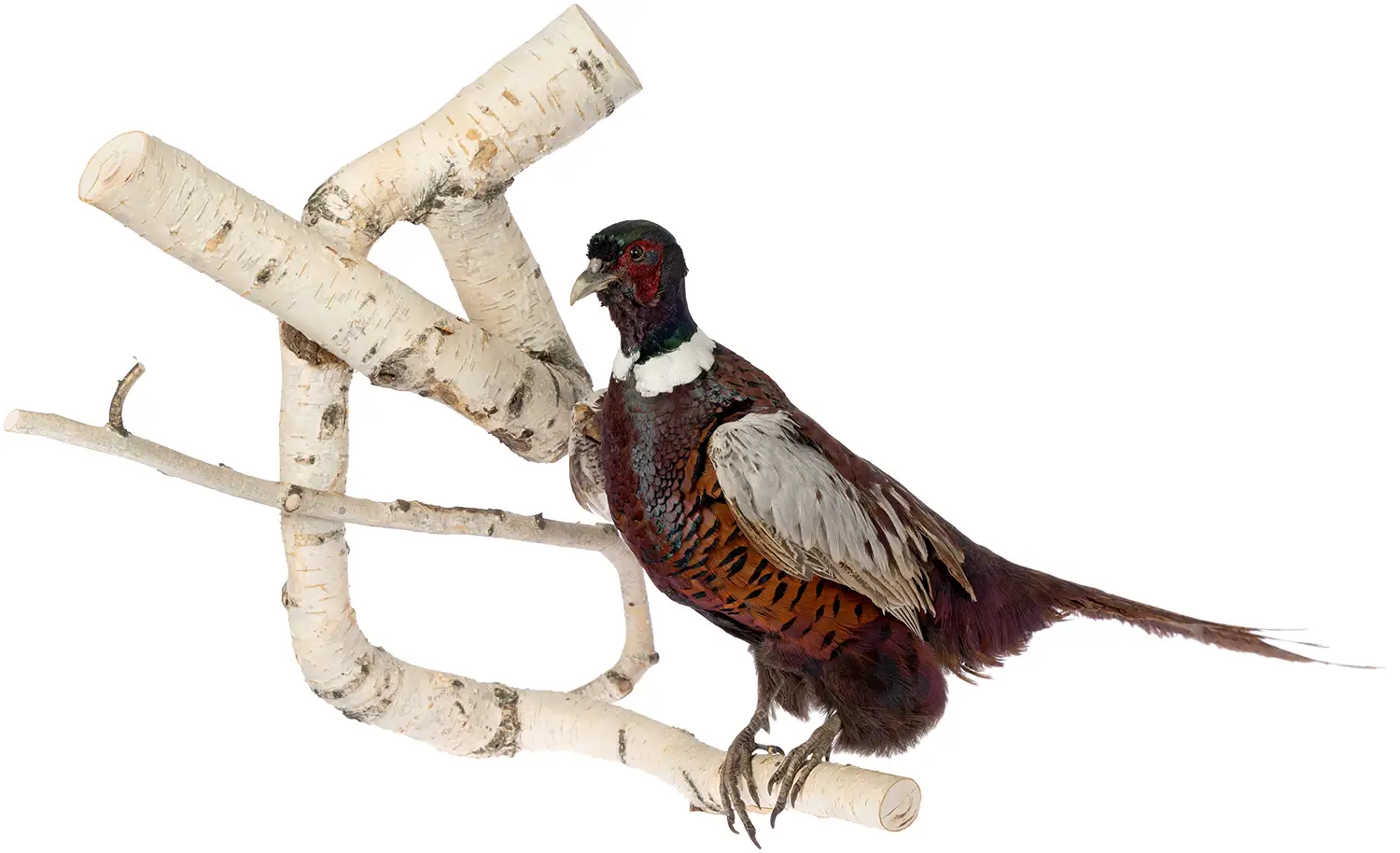 Опудало "Фазан на дереві"