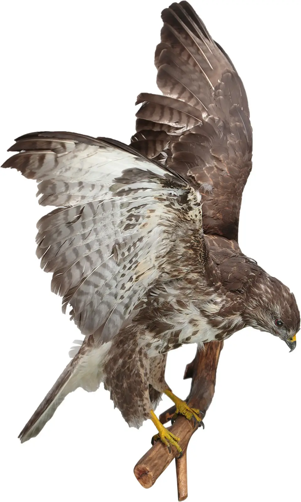 Опудало "Канюк на гілці"